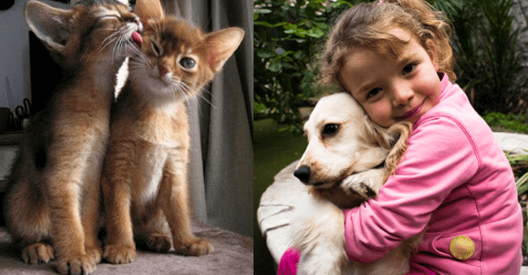 Holistic Veterinary Healing